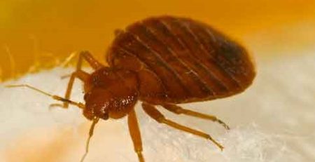 چند مطلب مهم در مورد حره ساس