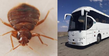 ساس در اتوبوس