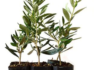 نهال محلی یا وارداتی؟