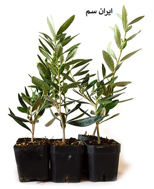 نهال محلی یا وارداتی؟