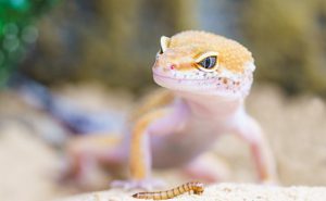 مشکل وجود مارمولک در آپارتمان