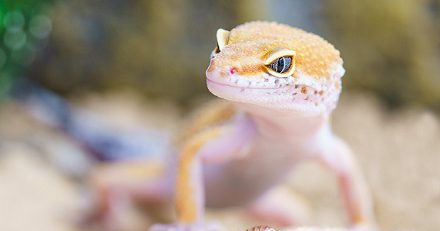 مشکل وجود مارمولک در آپارتمان