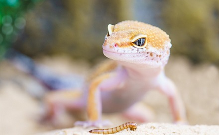 مشکل وجود مارمولک در آپارتمان