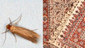 بیدفرش را چه کنیم؟