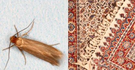 بیدفرش را چه کنیم؟