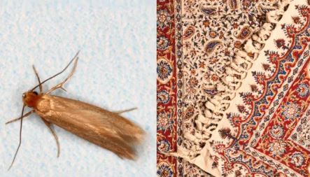 بیدفرش را چه کنیم؟