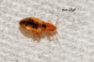 الگوی گزش ساس