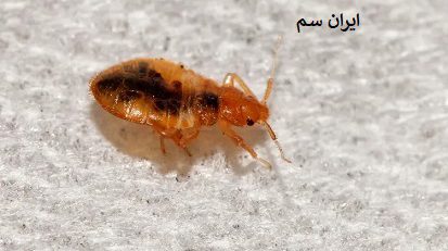 الگوی گزش ساس