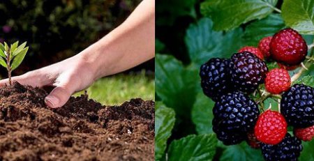 خاک مناسب برای درخت تمشک