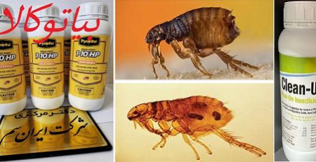 معرفی دو مدل سم خارجی و ارزان برای مبارزه با کک (سم پیرانا و سم کلین آپ)