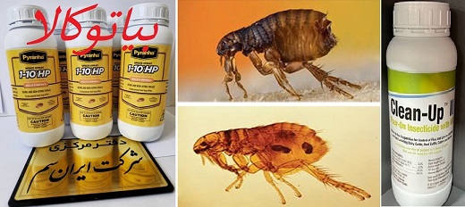 معرفی دو مدل سم خارجی و ارزان برای مبارزه با کک (سم پیرانا و سم کلین آپ)