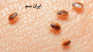 سرعت تکثیر ساس