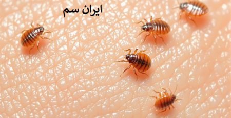 سرعت تکثیر ساس