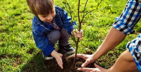 نهال را چه زمانی میتوان کاشت؟