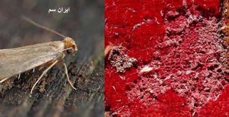 سم خارجی برای از بین بردن بید فرش و قالی دستباف