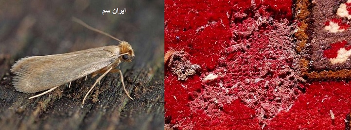 سم خارجی برای از بین بردن بید فرش و قالی دستباف