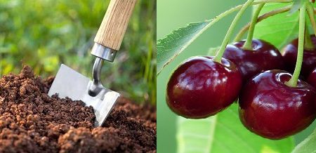 خاک مناسب آلبالو