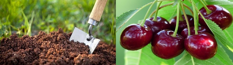 خاک مناسب آلبالو