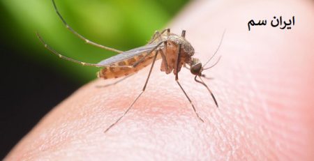 رطوبت پوست در گزش پشه