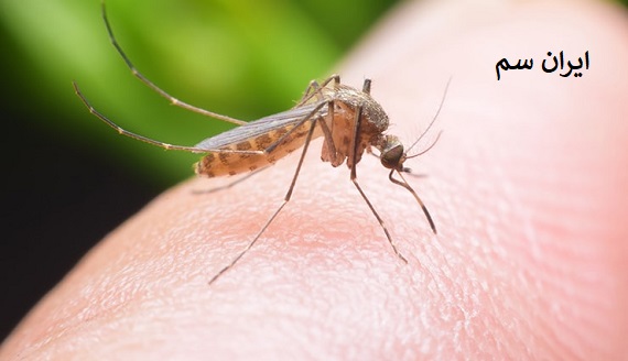 رطوبت پوست در گزش پشه