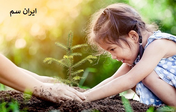 آماده سازی نهال پیش از کاشت