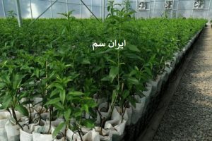 میزان آبیاری نهال