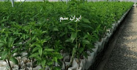 میزان آبیاری نهال