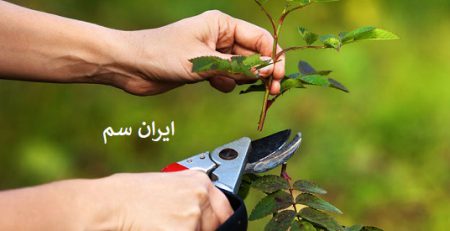 چگونه نهال را هرس کنیم
