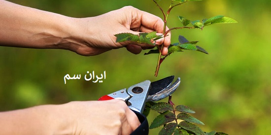 چگونه نهال را هرس کنیم