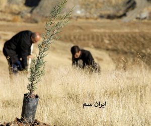 چه نوع خاکی مناسب برای نهال هست؟