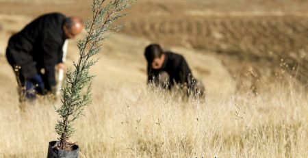 چه نوع خاکی مناسب برای نهال هست؟