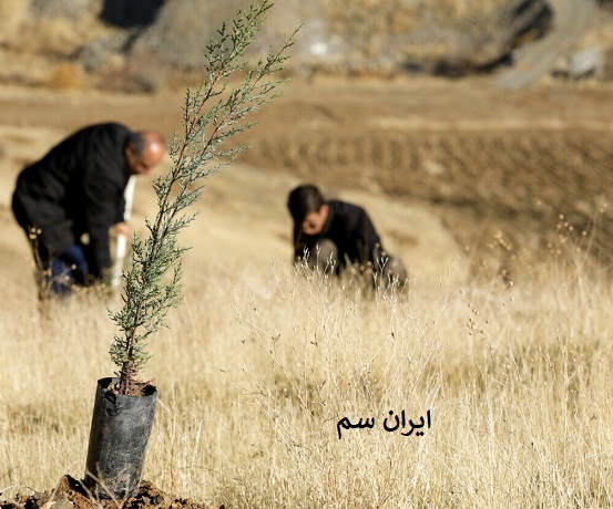 چه نوع خاکی مناسب برای نهال هست؟