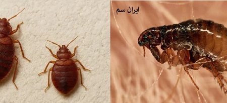 نیش ساس و کک چه فرقی دارند؟