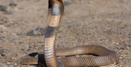 مارها کجا زندگی میکنند؟