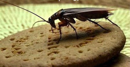 خطرات سوسک برای انسان