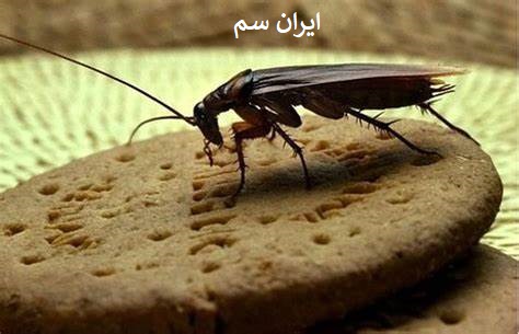 خطرات سوسک برای انسان