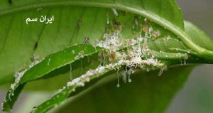 کنترل بیماری آفت