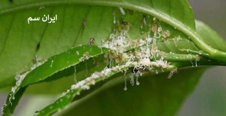 کنترل بیماری آفت