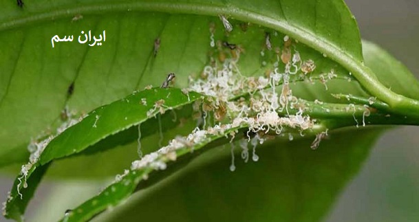 کنترل بیماری آفت