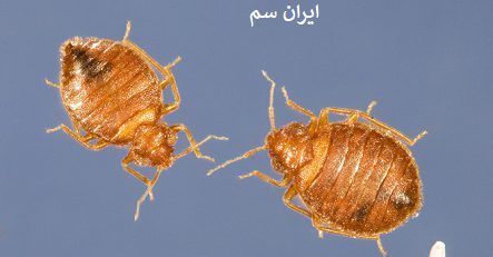 رابطه ساس با آلودگی صوتی