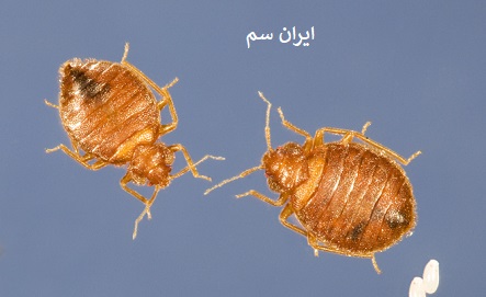 رابطه ساس با آلودگی صوتی