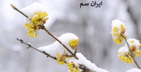 تاثیر زمستان برای نهال