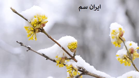 تاثیر زمستان برای نهال