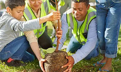 کود مورد استفاده برای نهال