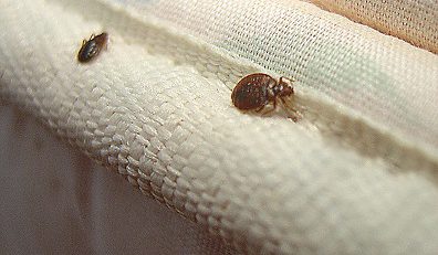 ضررهای نیش ساس