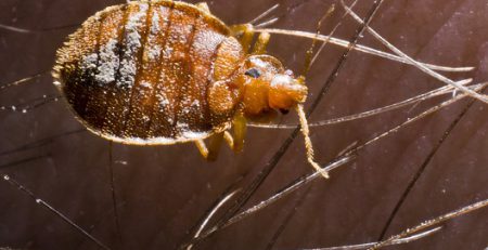 تاثیر اقلیمی برای ساس