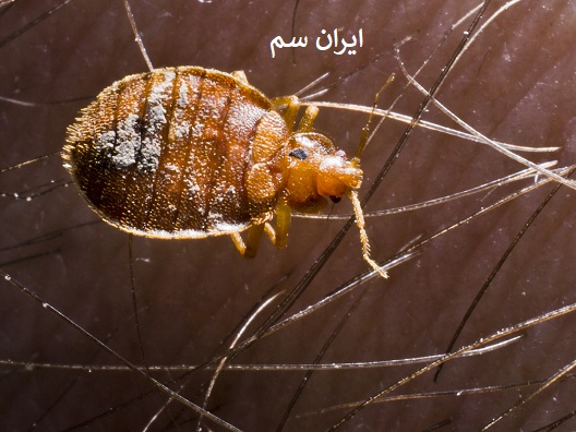 تاثیر اقلیمی برای ساس