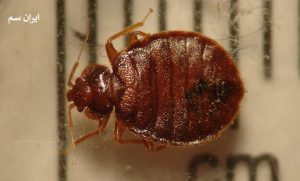 مقایسه ترجیحات غذایی ساس