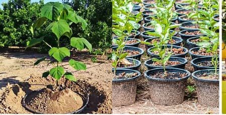 چه زمانی نهال به میوه میرسد؟