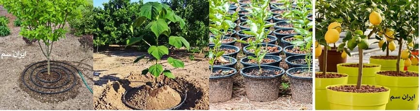 چه زمانی نهال به میوه میرسد؟